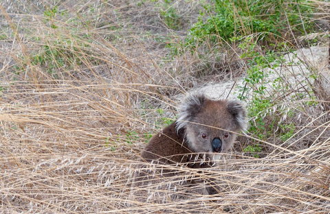 Admirals Inn - Tourism Noosa 33