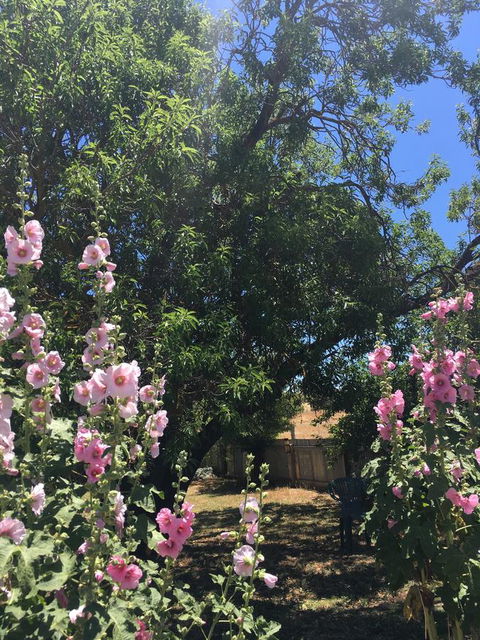 Amy\'s House Bed & Breakfast - Tourism Noosa 37