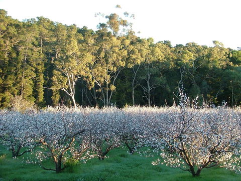 Taralee Orchards - Tourism Noosa 5