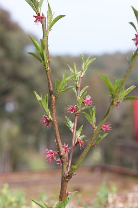 Longwood Retreat - Tourism Noosa 32