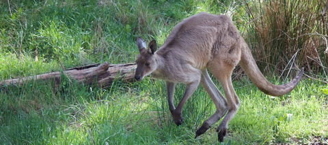 Longwood Retreat - Tourism Noosa 36