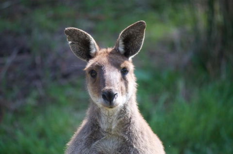 Longwood Retreat - Tourism Noosa 35