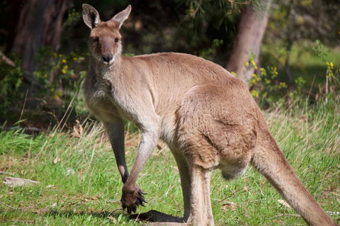 Longwood Retreat - Tourism Noosa 34