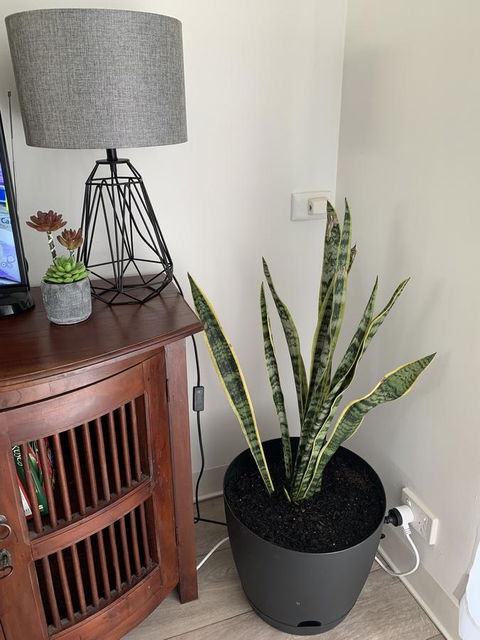 Sunshine Four - Tourism Noosa 2