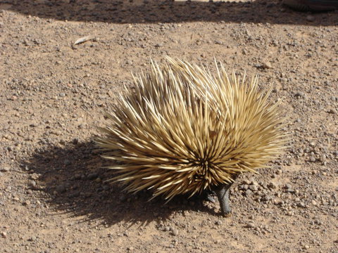 Lantauanan - The Lookout - Tourism Noosa 1