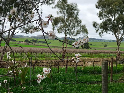 Jasmine\'s Barossa Valley Cottage - Tourism Noosa 20