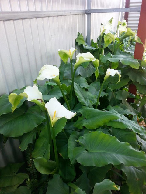 Addies Place Goolwa - Tourism Noosa 11