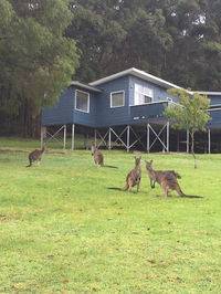 Book Denmark Accommodation Vacations Tourism Noosa Tourism Noosa