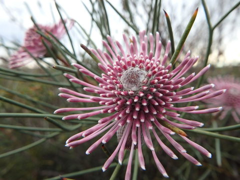 Lazy Lobster Holiday Units & Chalets - Tourism Noosa 19