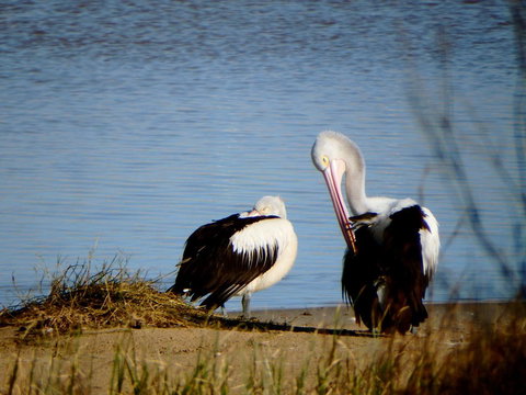Lazy Lobster Holiday Units & Chalets - Tourism Noosa 33