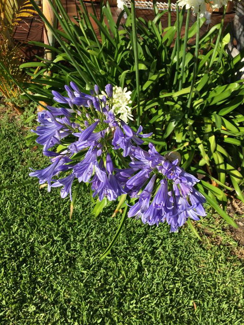 Bella Bali Gardens - Tourism Noosa 21
