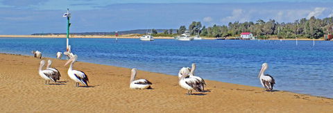 Pelican Motor Inn - Tourism Noosa 29