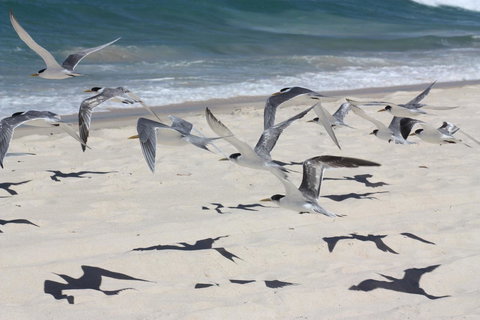 Ambience - Tourism Noosa 32