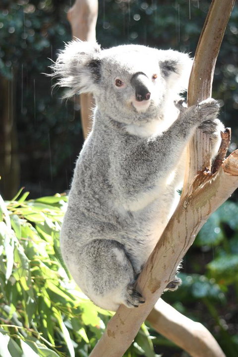 Ambience - Tourism Noosa 27