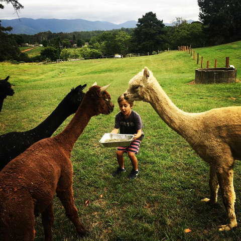 The Lodge Bellingen - Tourism Noosa 44