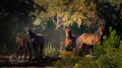 Pound Creek Gallery - Tourism Noosa 18