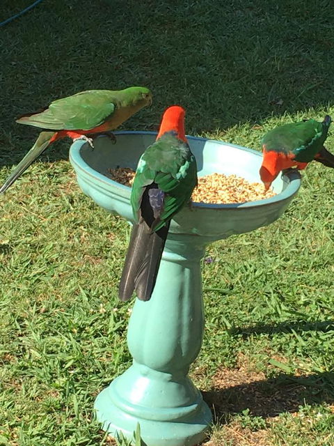 The Best Exotic Magnolia Cottage - Tourism Noosa 10