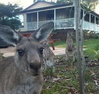 Bush  Bay Cottage - Tourism Noosa