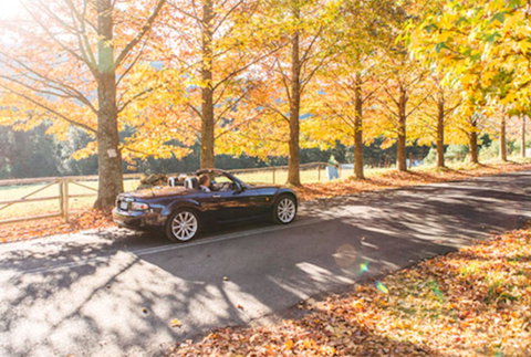 Red Waratah - Tourism Noosa 16