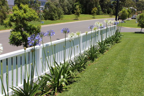 Red Waratah - Tourism Noosa 2