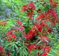 Bottlebrush B  B - Tourism Noosa