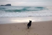 Breakers at Mudjimba Beach
