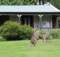 Cedar Lodge Cabins - Tourism Noosa