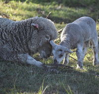 Clandulla Cottages  Farmstay - Tourism Noosa