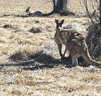 Clansman Motel - Tourism Noosa