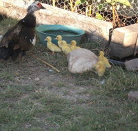 Corella Creek Country Farm Stay - Tourism Noosa