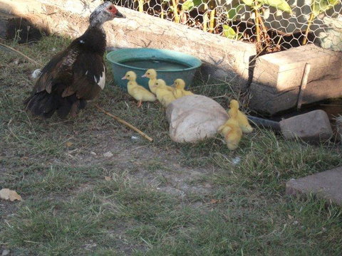 Corella Creek Country Farm Stay - Tourism Noosa 0