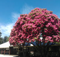 Crossways Country Inn - Tourism Noosa