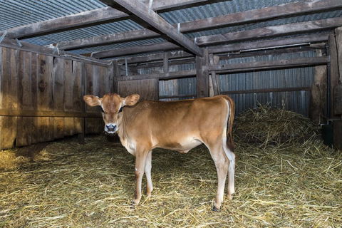 Dairyman's Cottage - Tourism Noosa 0