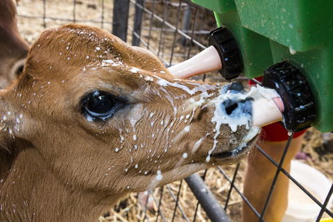 Dairyman's Cottage - Tourism Noosa 2