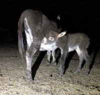 Donkey Tales Farm Cottages - Tourism Noosa