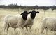 Gilgraves Vineyard Farmstay - thumb 3