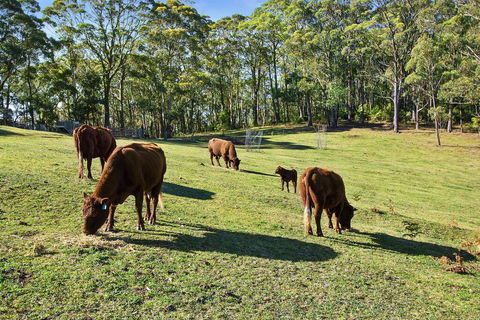 GOWAN ROSS COTTAGE - Tourism Noosa 1