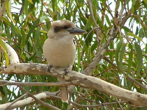Kookaburra Nest - Tourism Noosa 0