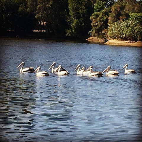 Swan Valley Sisters - Tourism Noosa 31
