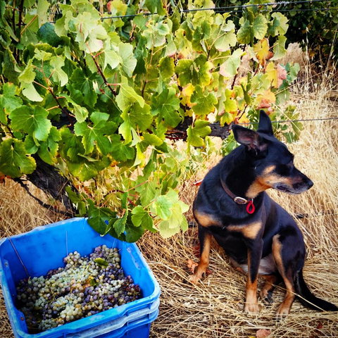 Hotham Ridge Estate - Tourism Noosa 33