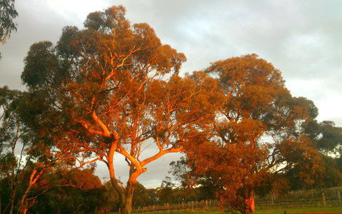 Hotham Ridge Estate - Tourism Noosa 35