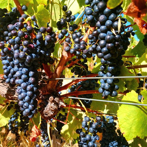 Hotham Ridge Estate - Tourism Noosa 32