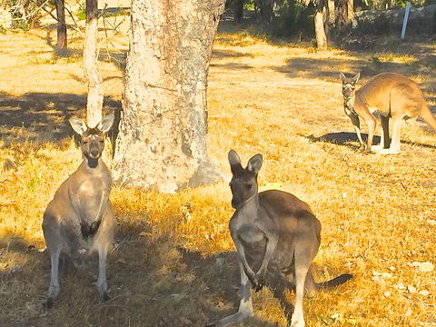 Sandpiper Retreat - Tourism Noosa 37
