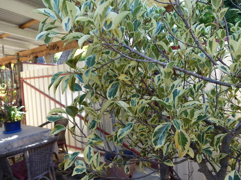 The Blacksmiths Cottage - Tourism Noosa 21