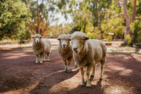 Margaret River Holiday Cottages - Tourism Noosa 15