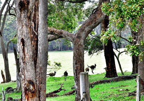 For The Birds Yallingup - Tourism Noosa 22