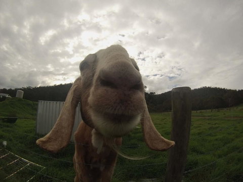 Tanen Farm - Tourism Noosa 7