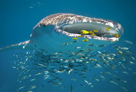 Sal Salis Ningaloo Reef - Tourism Noosa 20