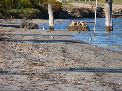 Leander Reef Holiday Park - Tourism Noosa 6