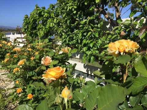 Garden By The Beach - Gateway To The East Coast, Close To Airport - Tourism Noosa 25